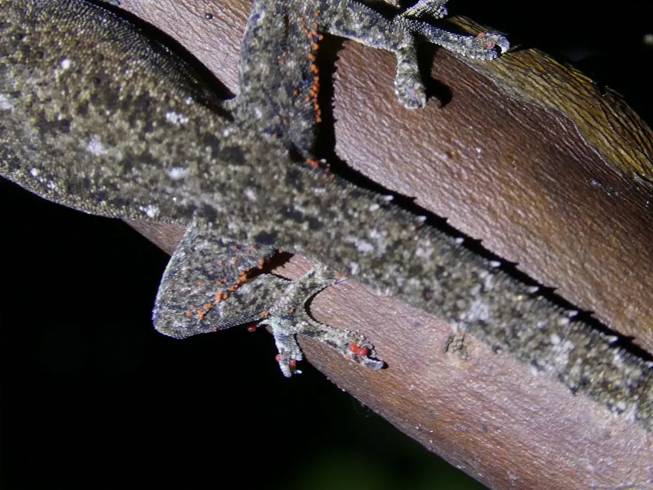 Detalle de un gecko con pequeños ácaros rojos sobre la piel de sus patas