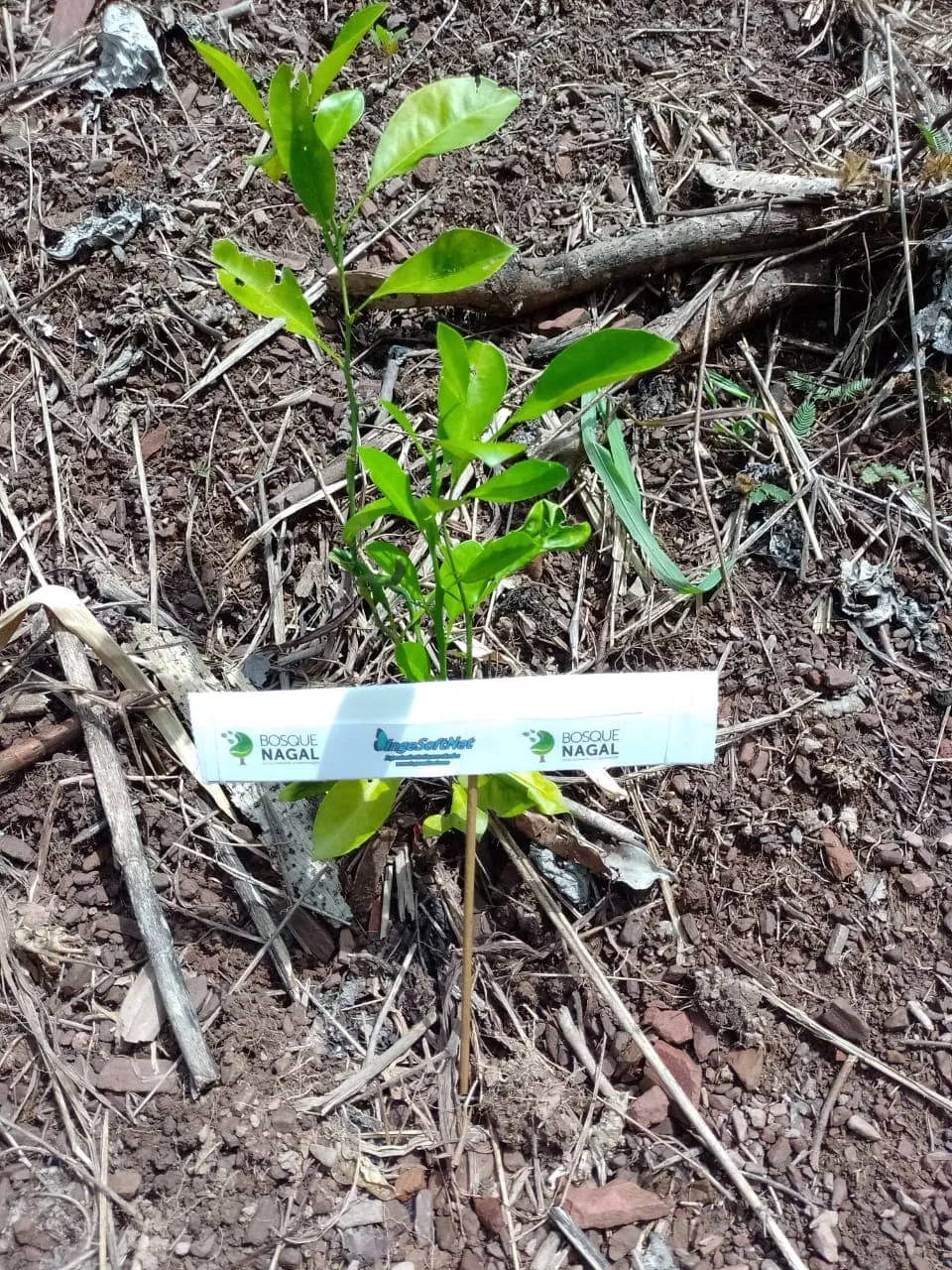 Galería imagen número 10