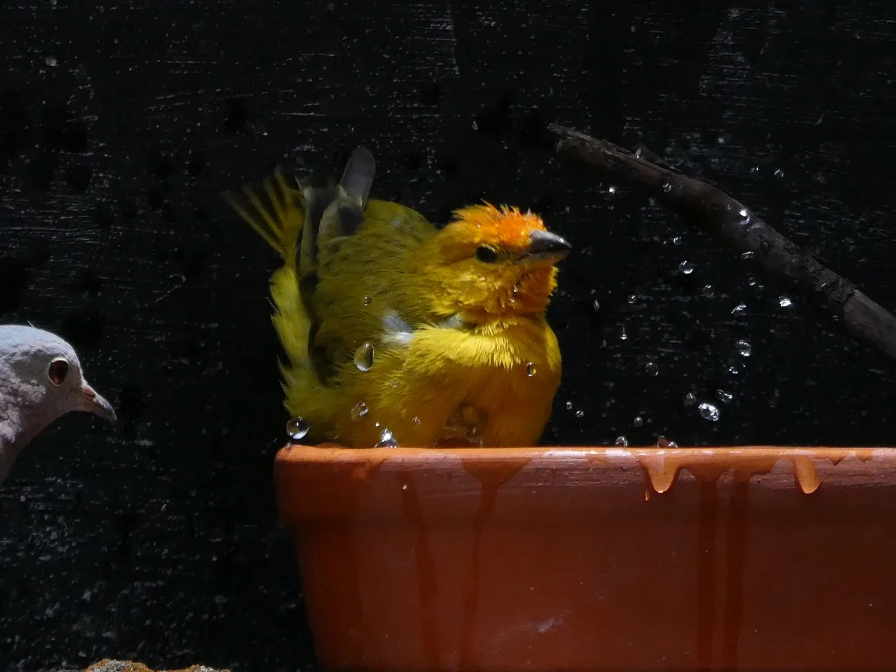 Un Sicalis flaveola bañándose en una vasija de agua en el patio