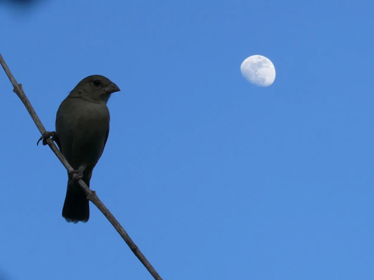 Un ave Melanospiza bicolor posada en una rama al atardecer, con la Luna en fase gibosa creciente y el cielo azulado al fondo